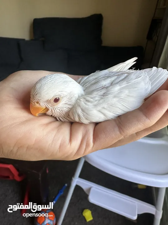 Albino chick red eye