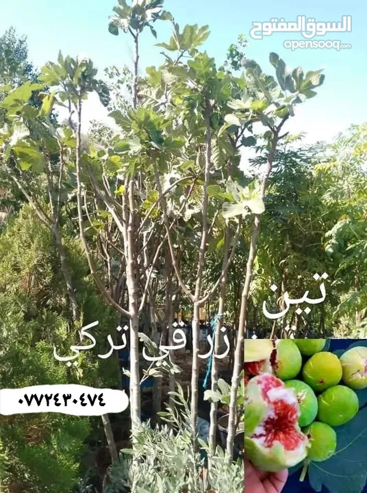 مشاتل السهل الاخضر الزراعيه تنسيق حدائق ومزارع