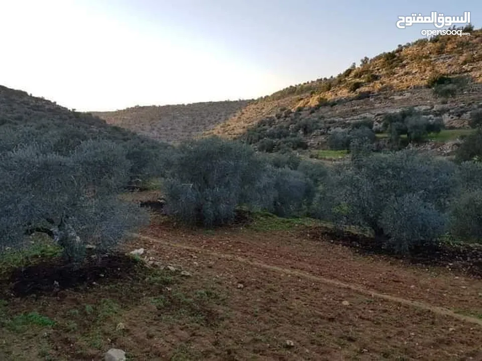 أرض تصنيف أ زيتون