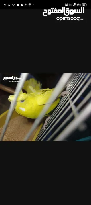 جوز حب هوجو روم لاتينو منتج للبيع او للبدل علا جوز كنار +انثايت ببغاء كوكتيل حبشي الاليفه للبيع