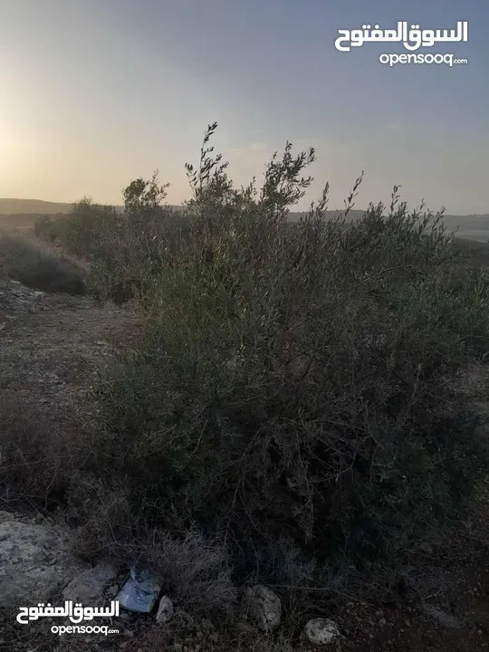 ارض للبيع في صوريف / خلة ابو سليمان