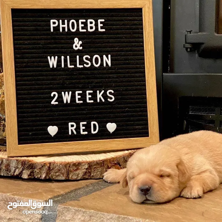 جولدن ريتريفر بريطاني آصلي  Golden retriever pure اعلى مستوى في الشرق الاوسط