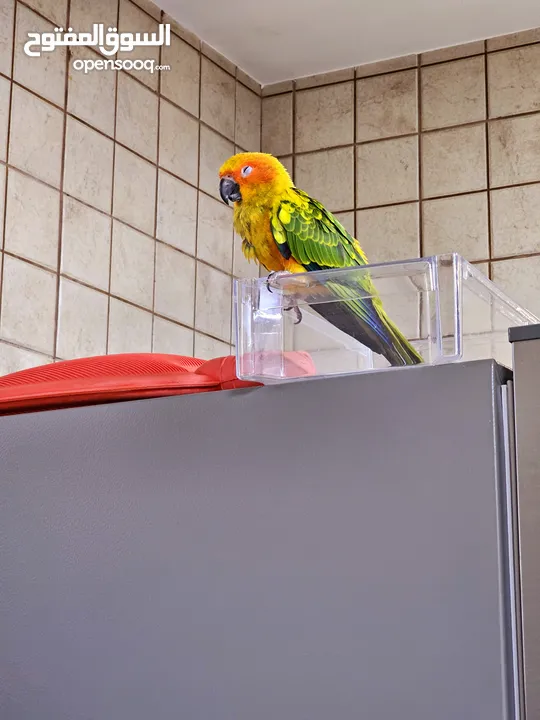 Hand tamed Sun Conure. His name is Cookie.