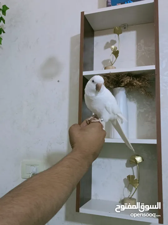 ببغاء كويكر الراهب البينو عين حمرا محجل فحل أليف وبطلع عالايد و متكلم 9 كلمات