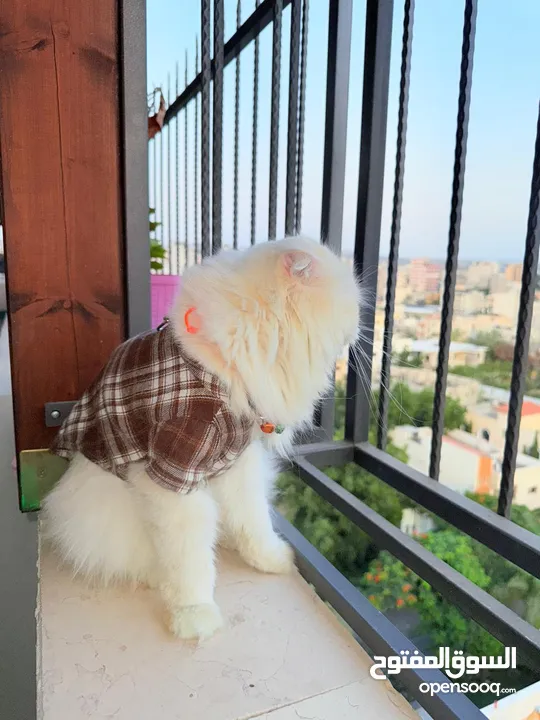 قط سكوتش فولد مميز منزلي اليف وسعره مناسب خالي من اي امراض او مشاكل صحية