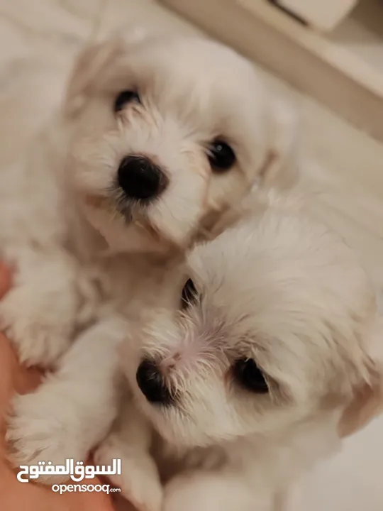 Maltese puppy’s pure adoption available