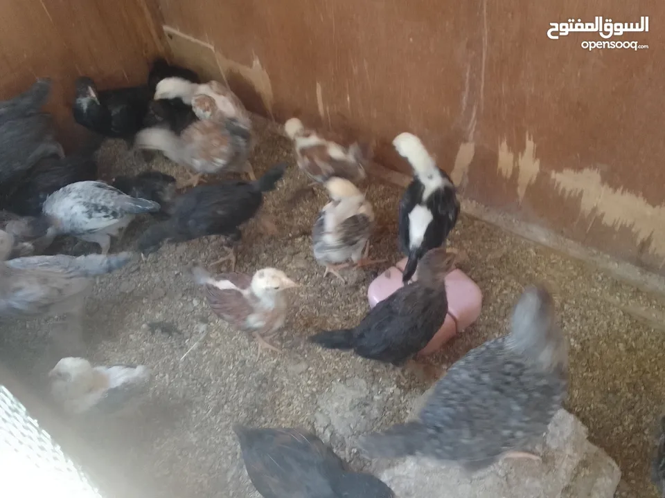 صيصانوعددتقريبا 20صوص وديوك عدد 4