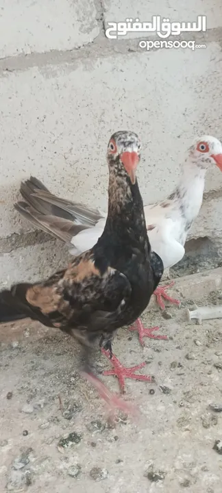 مخاليف سلافر