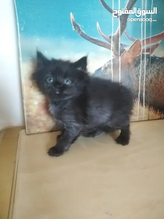 Britch/Scottch cat.. 2 months old