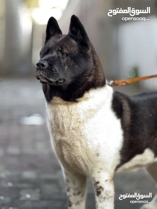 Akita, German Shephard & Shih tzu