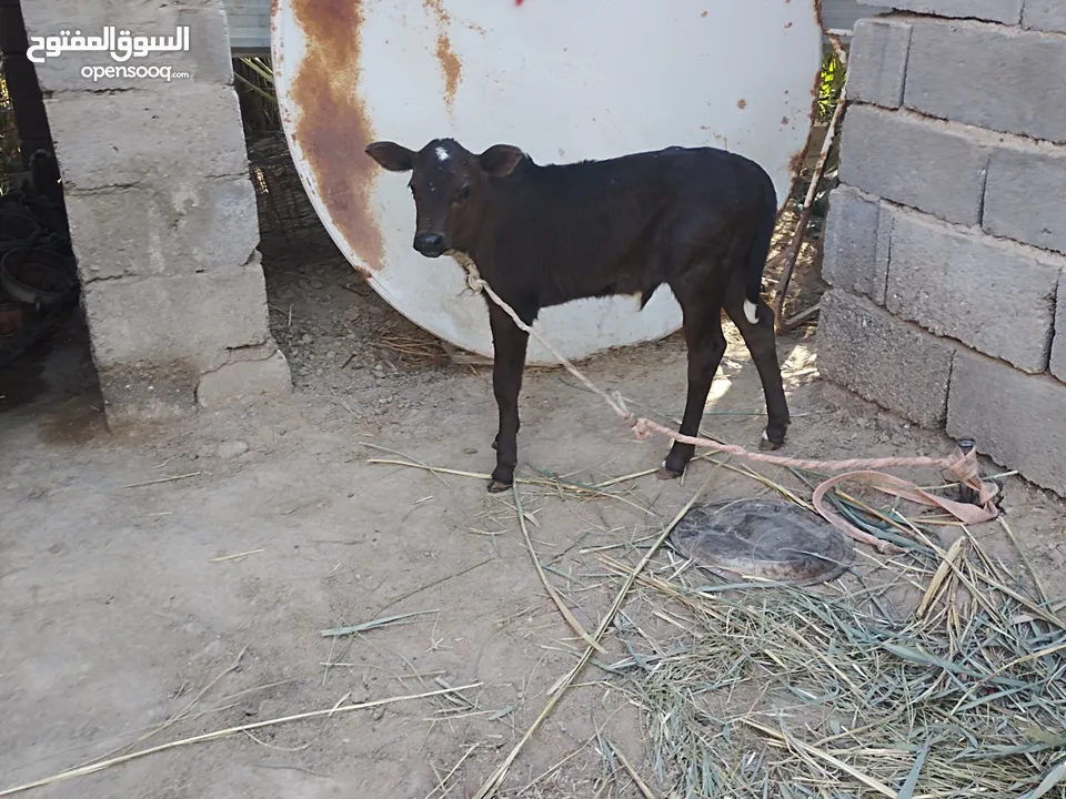 هايشه بجر ام 2 بطن جواه عجل هايشه كل شروط الجني بيه حليب خير من الله مكاني البصره ابو صخير