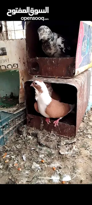 جواز حمام للبيع