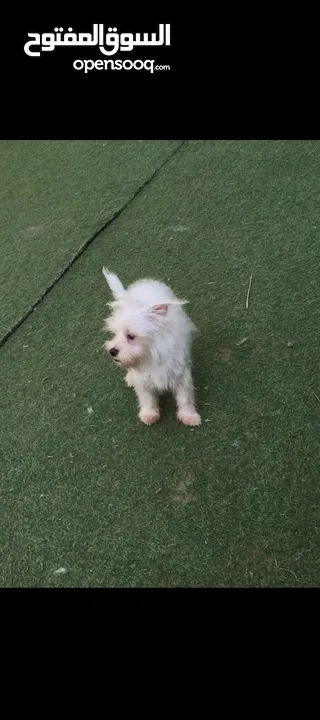 Samoyed male and +ذكر مالتيز بيور