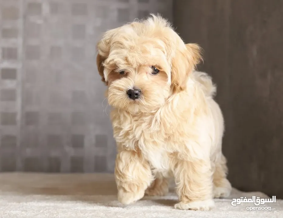 Maltipoo  جراء مالتيبو