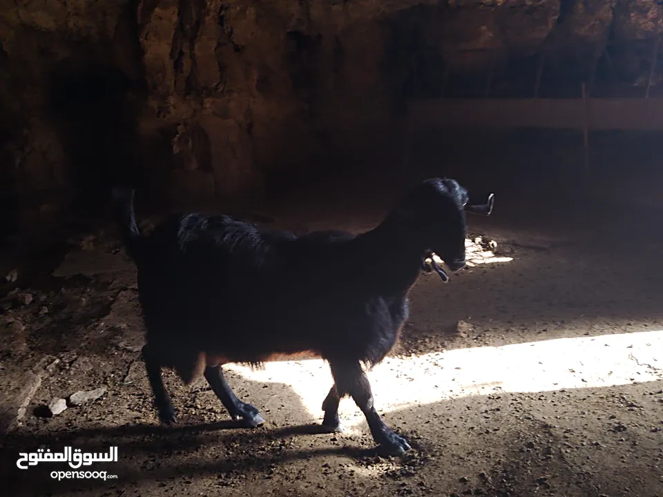 ثنايا شاميات  نخب كفاله حليب