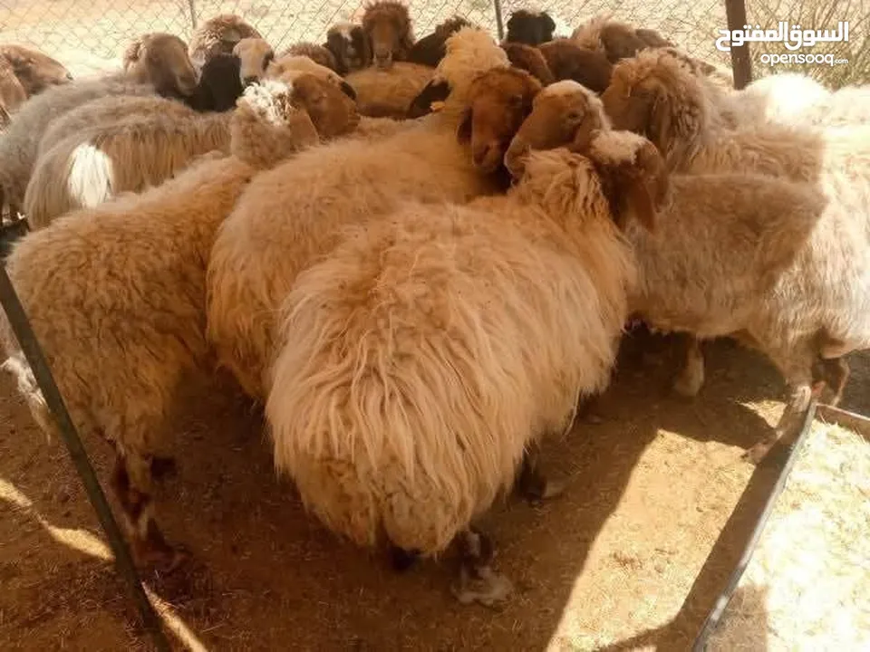 نبدأ بصلاة عل رسول الله - عرووووض  -عرووووض عروووض-  بمناسبة عيد الاضحى المبارك