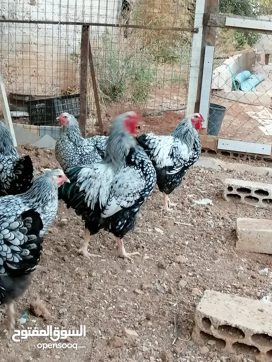 جاج ويندوت سيلفر