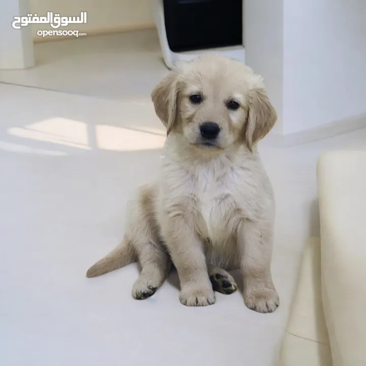 GOLDEN RETRIEVER PUPPY 45 DAYS OLD