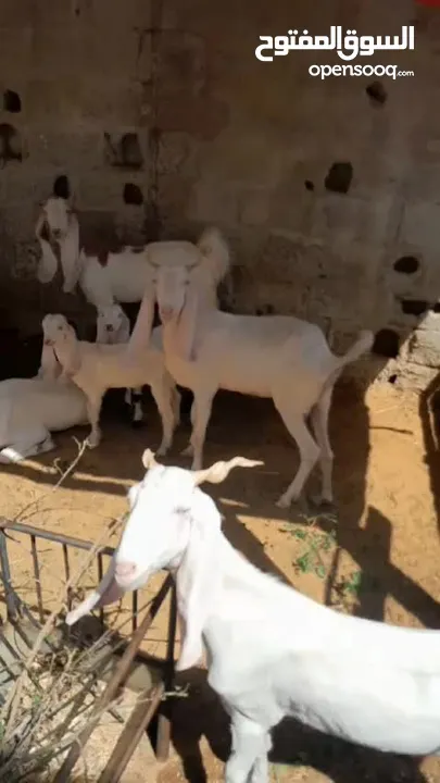 Pakistani goats