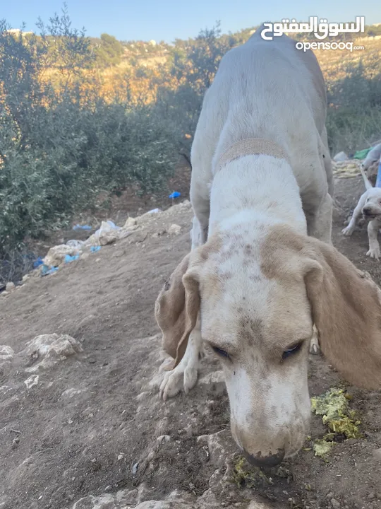 كلبة صيد مع اربع جراوه للبيع
