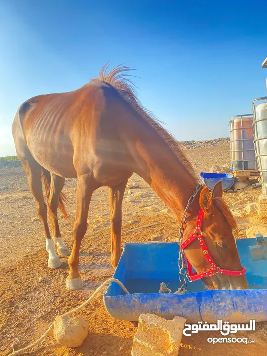 خيل  لبيع العمر سنتين فرس انثى