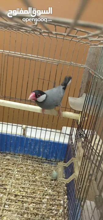 جاوه فنج للبسها