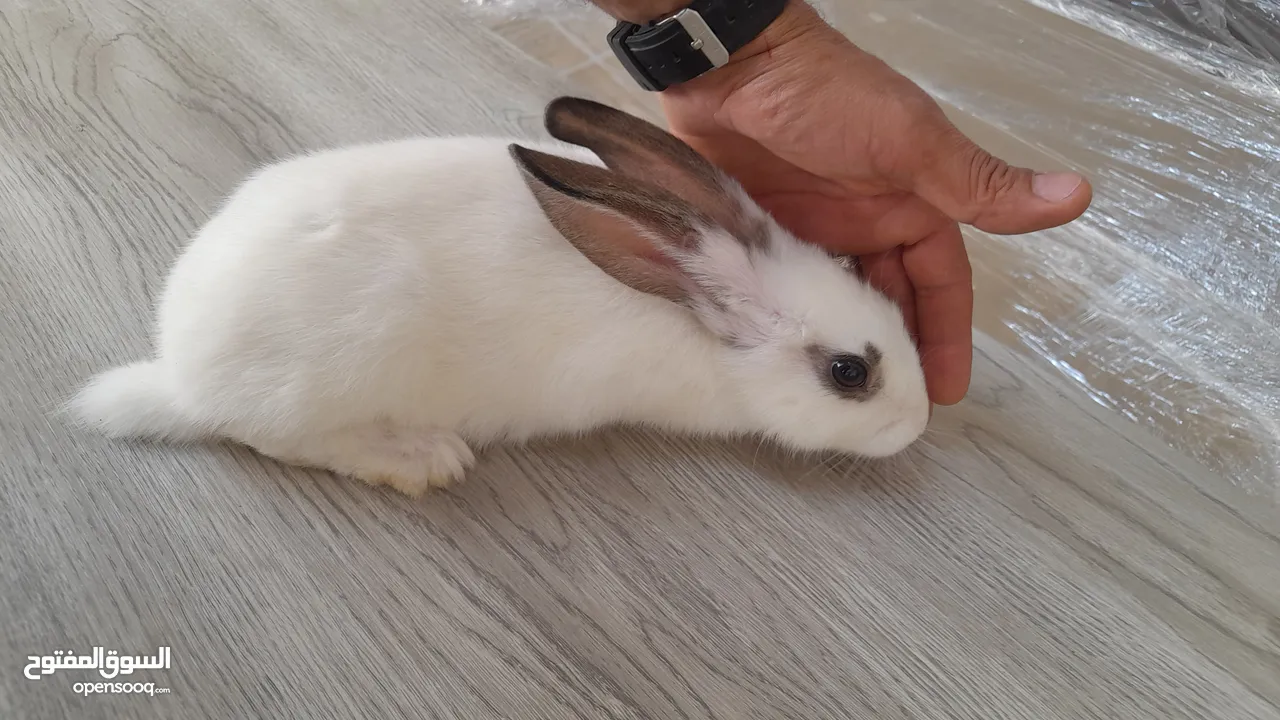 أرانب عدد 2