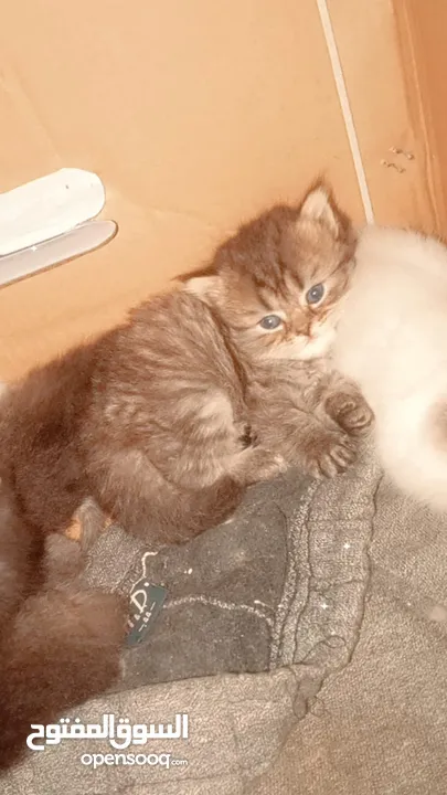 بيع قطط برتش