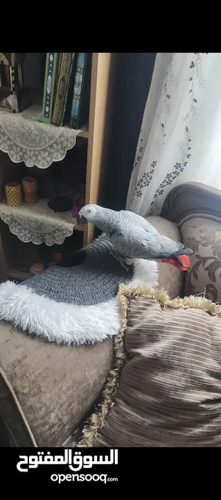 ببغاء كاسكو متحدث نمبر ون اليف عجينه محجل حجل فضي بطلع على الايد وما بعض نهائيا شوف الوصف