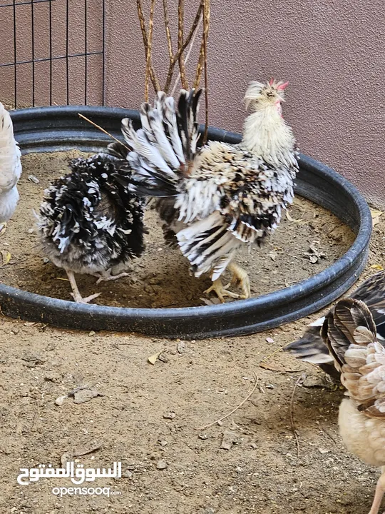 Frizzle/Curly Ornamental chicken pair