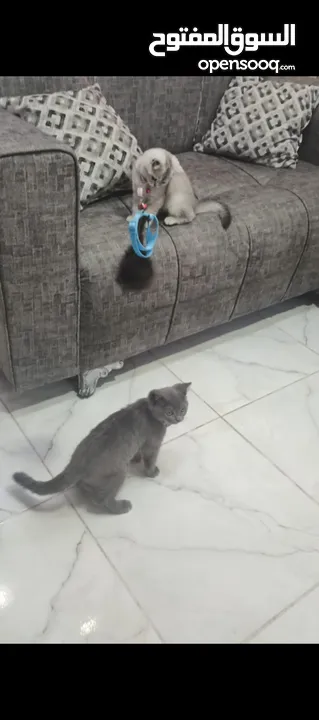 قطط سكوتش سلفر شيدد وسكني