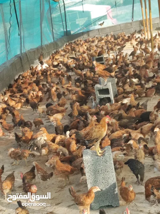 دجاج بلدي للبيع