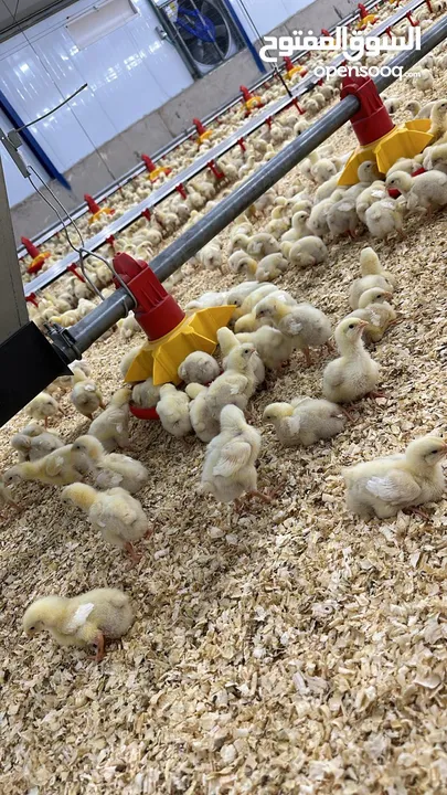 تجهيز وبناء مزارع الدواجن المغلقة