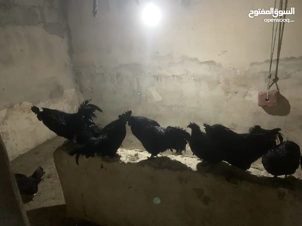 ديوك لمبرجيني و صيصان صحة و نظافة  بلدي للبيع