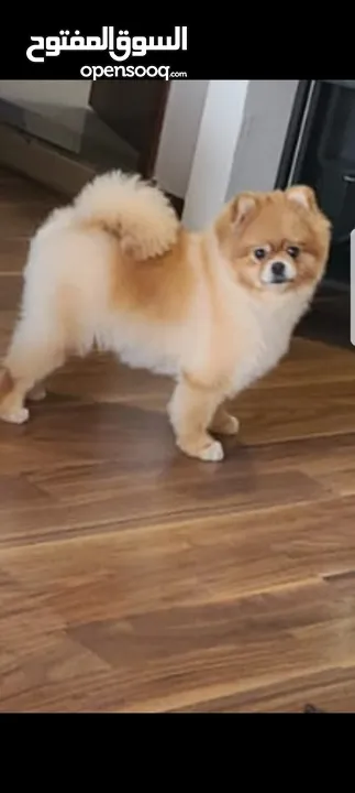 pomeranian female dog