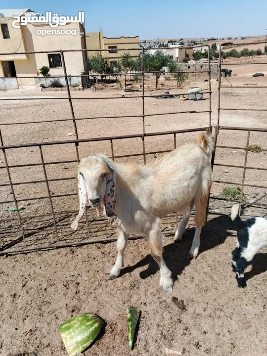 بسم الله ماشاءالله تبارك الرحمن ثني بعدو مو مبدل النوع (الصفدي)