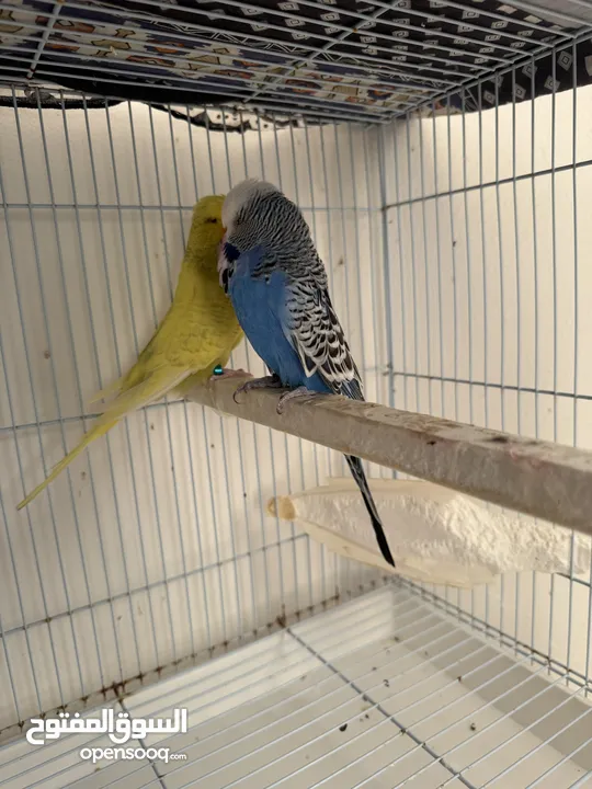 English budgies