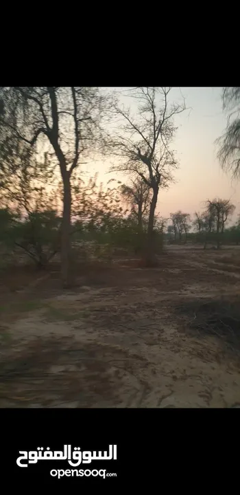 مزرعة للبيع بموقع مميز قريب للخدمات والسعر مناسب