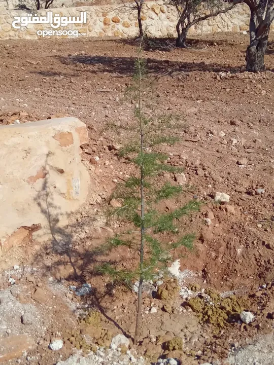 مزرعة للبيع من اراضي غرب عمان  منطقة البصة (ابو السوس ) للبيع بسعر مغري