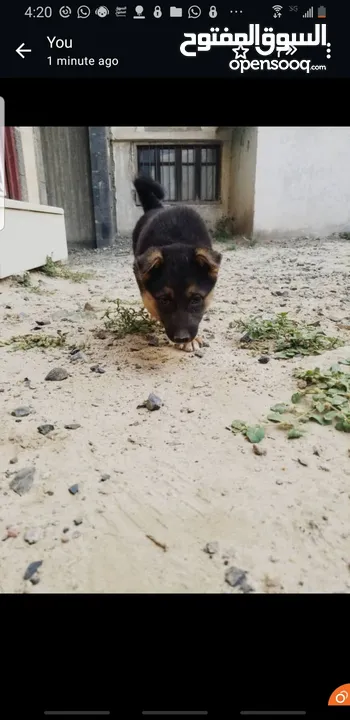 عرطه جرا جرمن اصل بلاك فيس