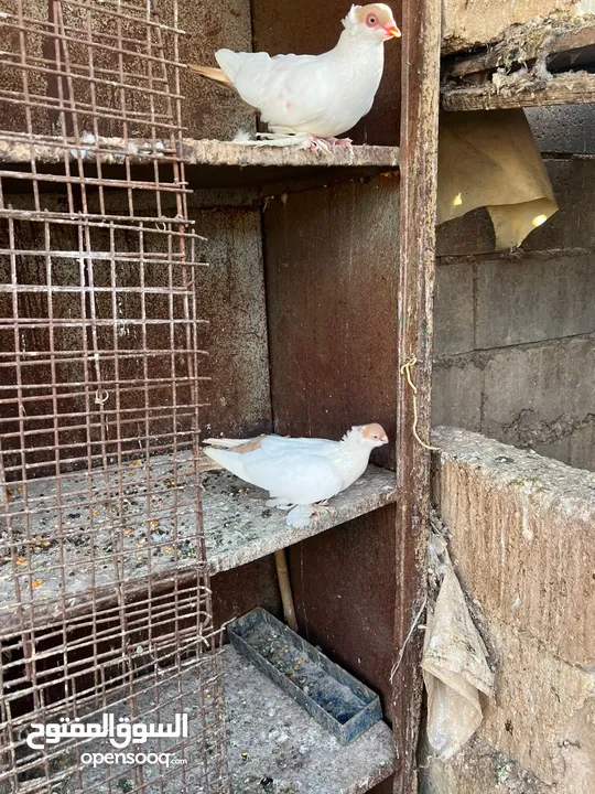 جواز بلونيات وجواز يهوديات