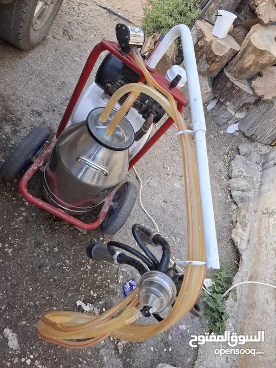 حلابة ابقار نضيفه جدا ولا غلطه