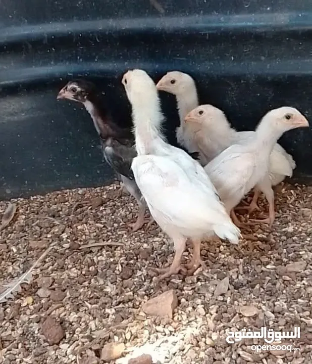 صيصان وديوك باكستاني