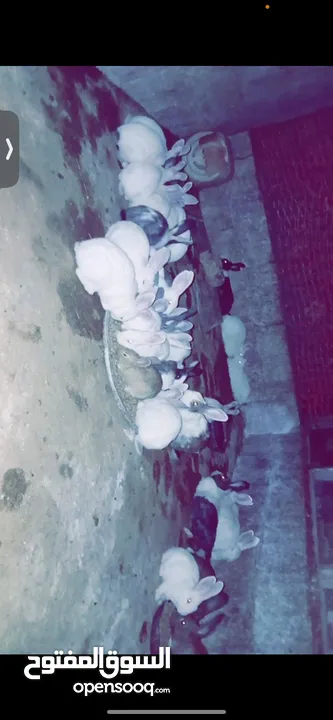 أرانب للبيع كبار وفي معشرين اناثي  وموجود صغار بأعمار مختلفه