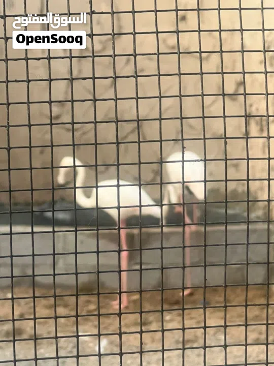 مزرعة جميله عائليه هادئه تصلح للحفلات للإيجار اليومي في رأس الخيمة