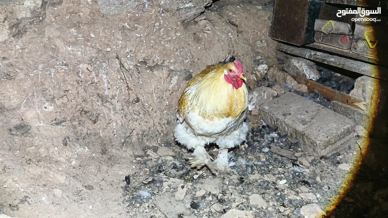 ديوك براهما بيور