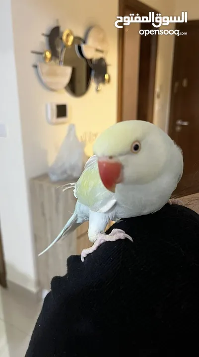 اليف ببغاء درة هندي Indian ringneck parrot friendly