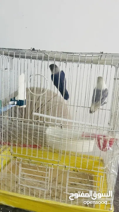 موجود جوز فيشر لون مميز للبيع او للبدل