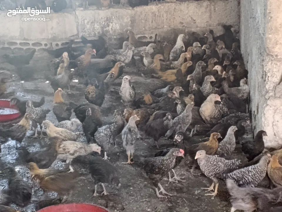 فرخات جاج بلدي سوبر