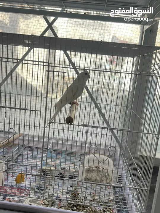 Cocktail albino love birds orange